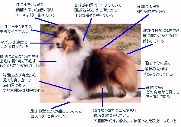 ブルー マール シェルティ 美しく穏やかでやさしい！ 一緒に暮らしたいシェットランド・シープドッグ（シェルティ）をご紹介