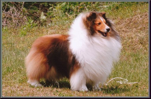 Uenoyama Shelties シェルティ専門犬舎 上野山